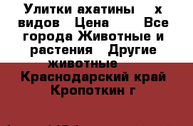 Улитки ахатины  2-х видов › Цена ­ 0 - Все города Животные и растения » Другие животные   . Краснодарский край,Кропоткин г.